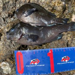 津久見市 地磯フカセチヌ