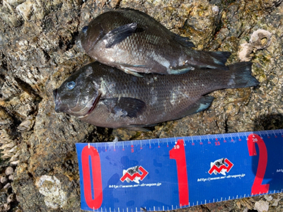 津久見市 地磯フカセチヌ