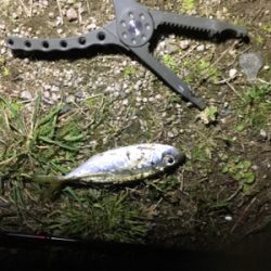 アジングゲーム