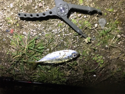 アジングゲーム