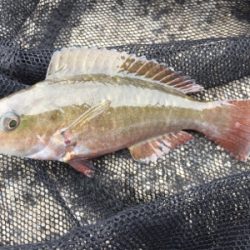 石垣 ライトゲーム！