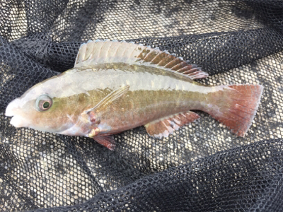 石垣 ライトゲーム！