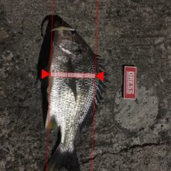 ど干潮のキビレ