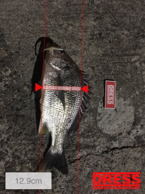 ど干潮のキビレ