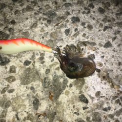 ぴょこぴょこ引くの君か！