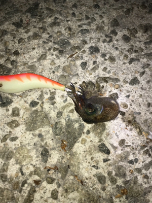 ぴょこぴょこ引くの君か！