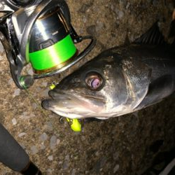 秋田港ナイトシーバス