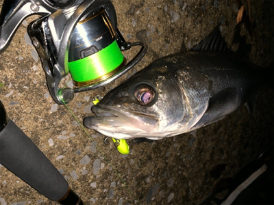 秋田港ナイトシーバス