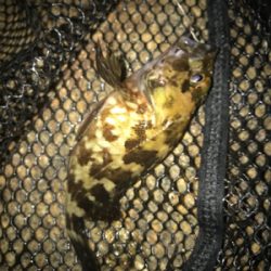 チビガシラに遊んでもらう(^^)