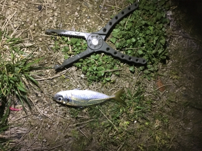 いつも通りアジング