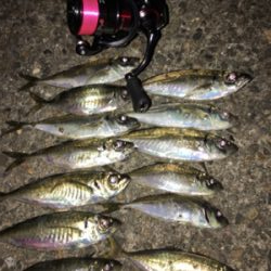 ナイトアジング