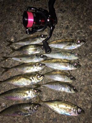 ナイトアジング