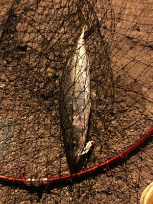 シーバスが釣りたい