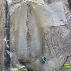 久しぶりのご対面