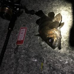 下げ止まり1時間釣行