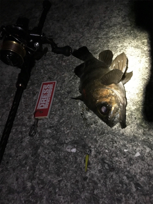 下げ止まり1時間釣行