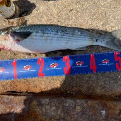 前島 地磯 チヌフカセ