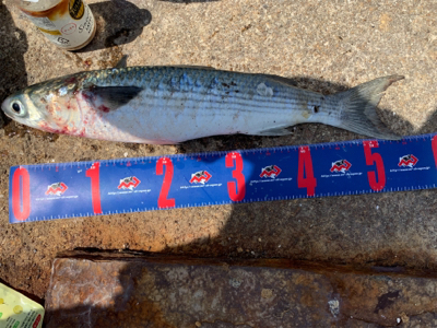 前島 地磯 チヌフカセ