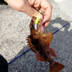 久しぶりのデイゲーム♪