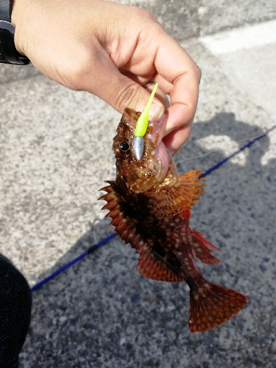 久しぶりのデイゲーム♪