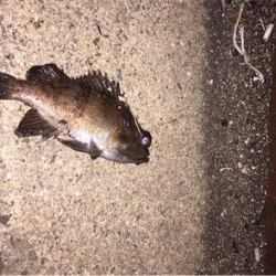 ジグのみでメバリング