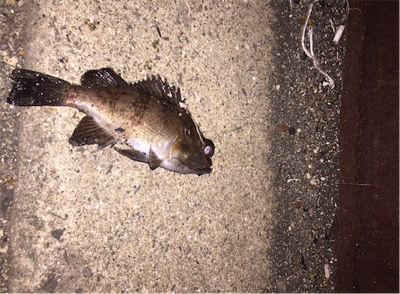 ジグのみでメバリング