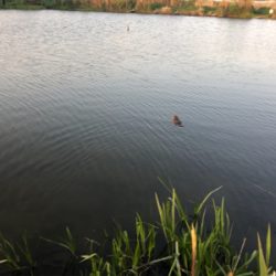 バス釣りのはずがナマズ？！