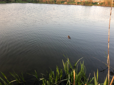 バス釣りのはずがナマズ？！