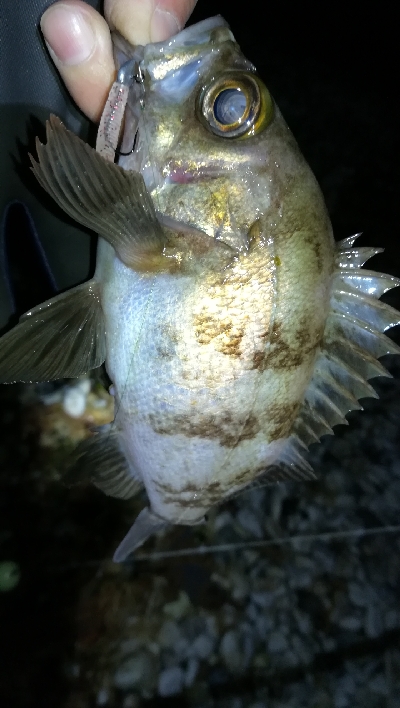 ナイトメバリング