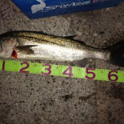 お昼はボラ〜夜はバチ抜け