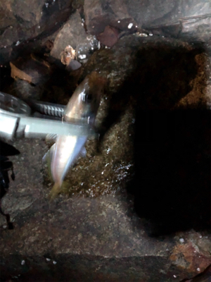 ナイトアジング