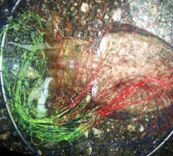 アオリイカはまだなのかな