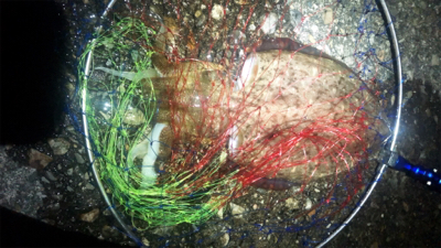 アオリイカはまだなのかな