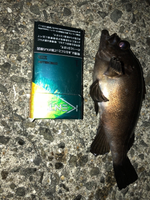 大潮メバメバMAXナイト