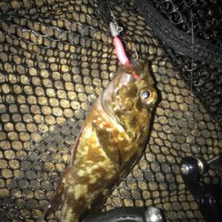 ミニガシラ祭り(^｡^)