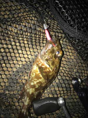 ミニガシラ祭り(^｡^)