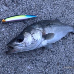 マイワシパターン