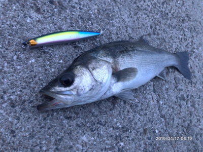 マイワシパターン