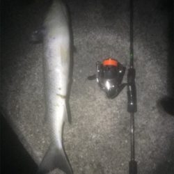 プラッキングボラ