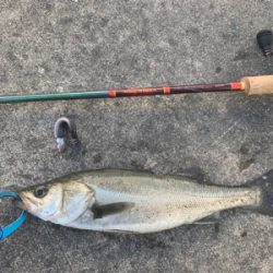 にこつぶシーバス 。