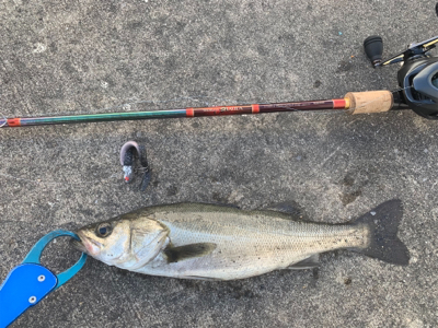 にこつぶシーバス 。