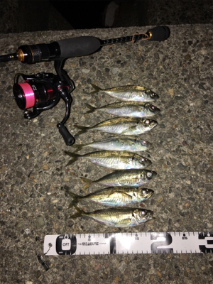 ナイトアジング