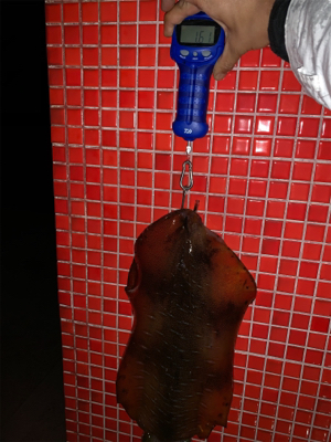 春イカを求めて