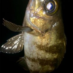 メバリンガー1835〜1920