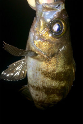 メバリンガー1835〜1920