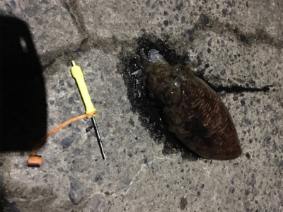 コウイカ釣行