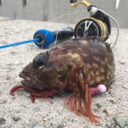 サバはやっぱりムリ