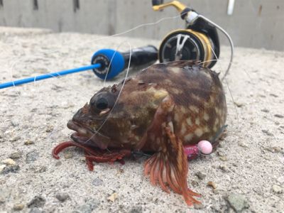 サバはやっぱりムリ