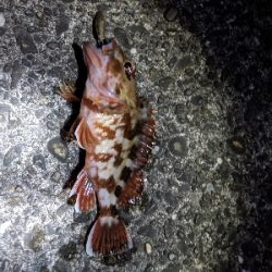 ヒラメ釣り！！