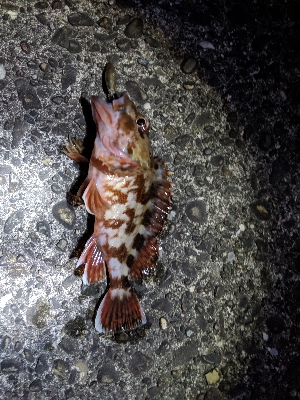 ヒラメ釣り！！